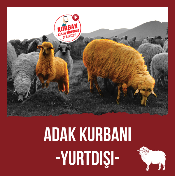 Adak - Yurtiçi